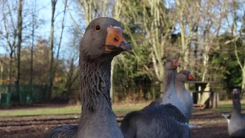 Close Up Of Goose Looking Around Stock Footage 152852572