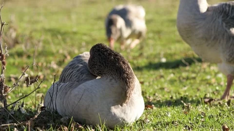 Close-up of a goose lying in grass, grooming feathers and looking around calmly. 库存影片 311190346