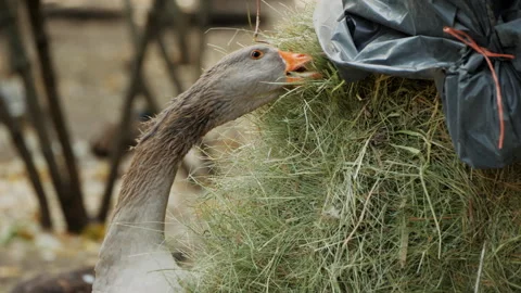Close-up of a goose nibbling on hay from a stack, symbolizing farm life and free Video stock 287237678