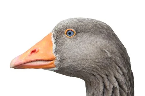 Close-up of a goose Foto stock