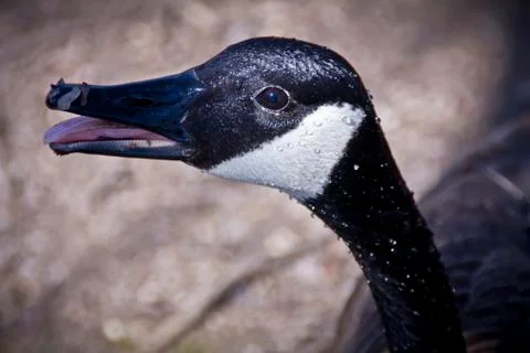 Close Up of Goose Stock Photos