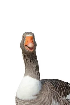 Close-up of a goose Stock Photos