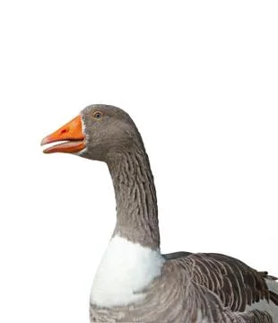 Close-up of a goose Stock Photos