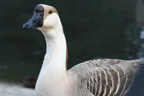 Close-Up of a Goose Stock Photos