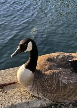 A close up of a goose Stockfoto's