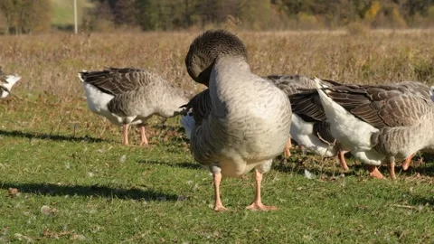 Close-up of a goose preening feathers while other geese walk in the background. 库存影片 311190125