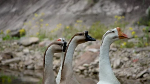 Close-up of the goose shaking its long neck Stock Footage 241158725