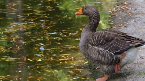 Close up goose standing  Stock Footage 260382821