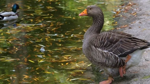 Close up of goose standing  Stock Footage 260388766