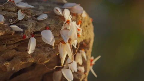 Close-up a Gooseneck Barnacles Clinging 库存影片 336214650