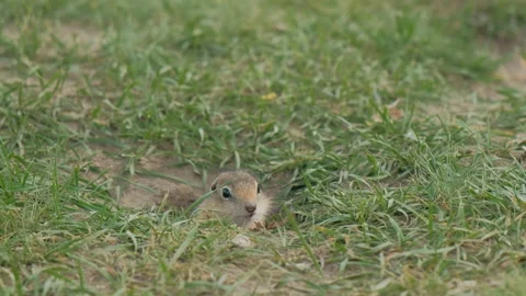 Close-up gopher crawls out of his hole. Stock Footage 110822065