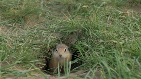 Close-up gopher crawls out of his hole. Stock Footage 110822539
