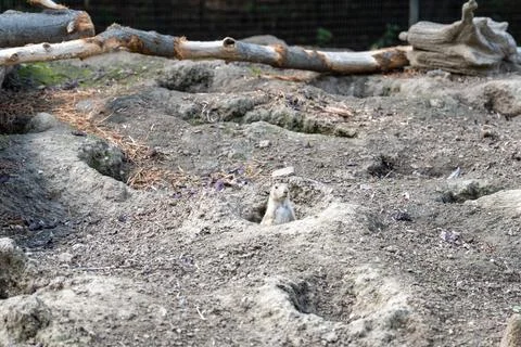 A close-up of a gopher peering out of a hole in dry, dusty ground. Stock Photos