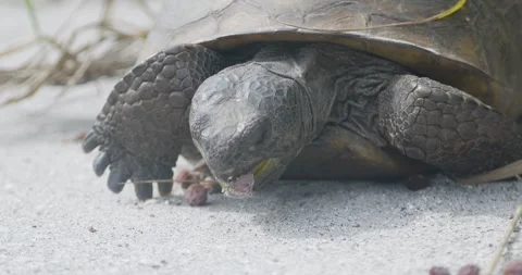 Close-up of a gopher tortoise eating sea grapes on sandy ground in Florida Stock Footage 310321034