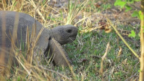 Close-Up of Gopher Tortoise in the Wild, 4K Stock Footage 71136109