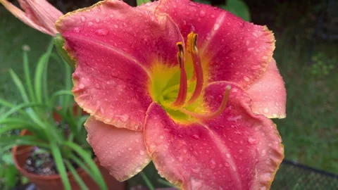 Close up of gorgeous bright red and yellow daylily blossom with pollen Stock Footage 146756768
