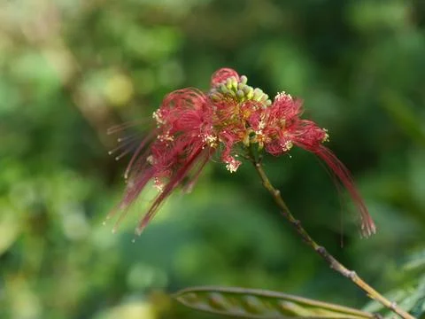 Close up of gorgeous, delicate, red tropical flower with copy space Stock Photos