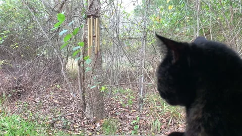 Close up gorgeous tortoiseshell cat watching wind chimes in breeze Stock Footage 146756916