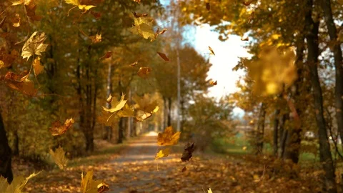 CLOSE UP: Gorgeous turning leaves falling down from the treetops in idyllic park Stock Footage 116694778