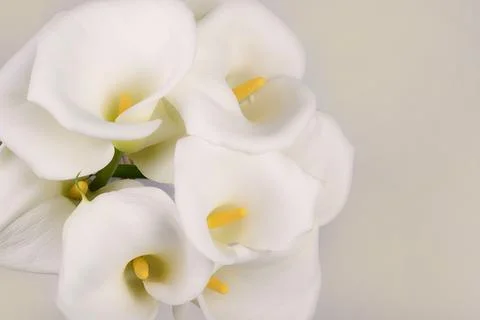 Close-up of gorgeous white calla lilies on a soft background. Floral nature Stock Photos