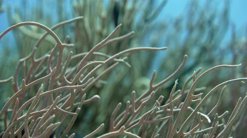 Close up of gorgonian (soft) coral Stock Footage 149060017