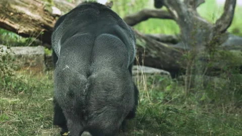 Close up of  a Gorilla behind, back Stock Footage 302759775