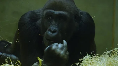 Close up of a gorilla chewing Stock Footage 257121212
