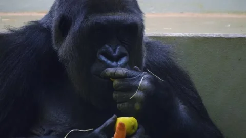 Close up of a gorilla chewing Stock Footage 258848347