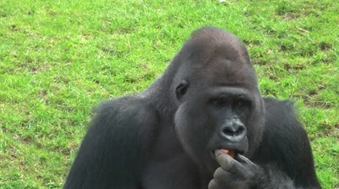 Close up of gorilla eating Stock Footage