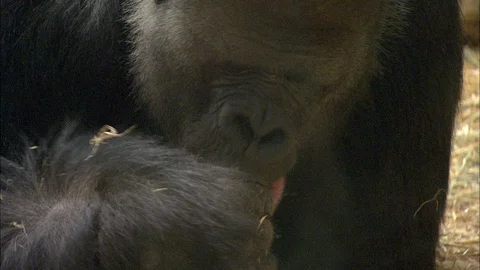 Close up of Gorilla eating Stock Footage 95600354