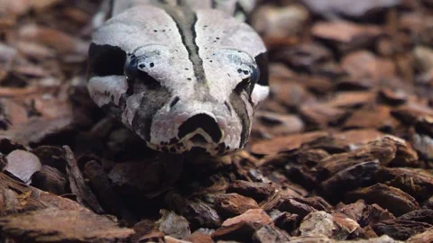 Close up of a Gorilla eating Stock Footage 257037790