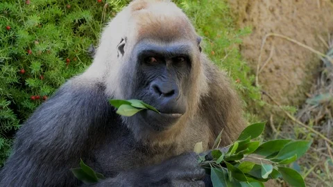 Close up of gorilla eating leaves Video stock 101067987