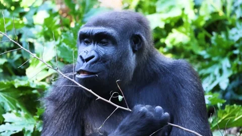 Close up of gorilla eating leaves from a thin branch in lush green forest s.. Stock Footage 332827483