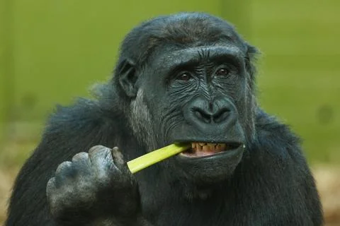 Close-up of a gorilla eating Stock Photos