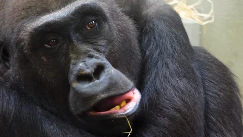 Close up of gorilla face. Stock Footage 119489681