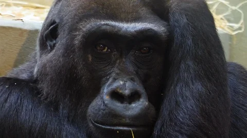 Close up of gorilla face. Stock Footage 119489750