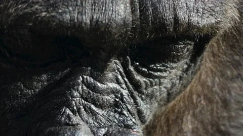 Close up of gorilla face Stock Footage 144477178