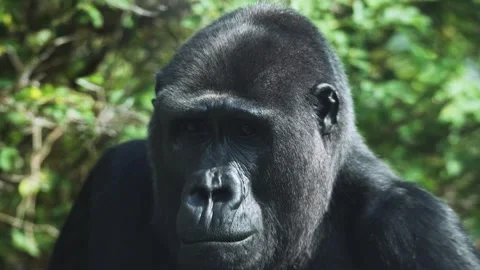 Close up of  a Gorilla face Video stock 302758200