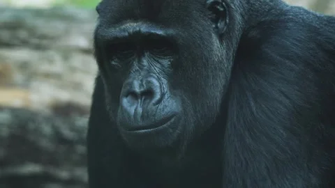 Close up of  a Gorilla face Видео 302762261