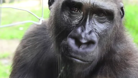 Close Up on a Gorilla Face at Zoo Stock Footage 146842250