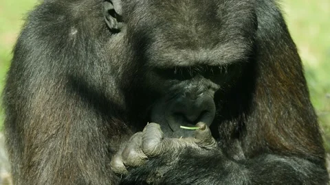 Close up of gorilla Stock Footage 218141668