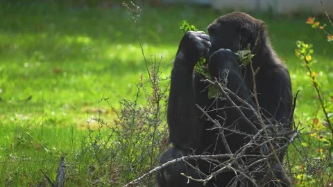 Close up of gorilla  Stock Footage 273656614