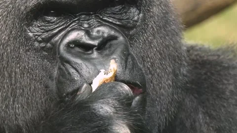 Close up of  a Gorilla head eating Stock Footage 284736160
