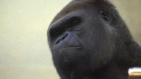 Close up of gorilla head Stock Footage 121894135