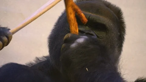Close up of gorilla head Video stock 121894162