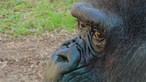 Close up of a Gorilla head Stock Footage 296845653