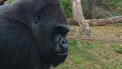 Close up of a Gorilla head Stock Footage 296847414
