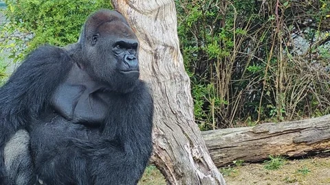 Close up of a Gorilla head Stock Footage 296847687