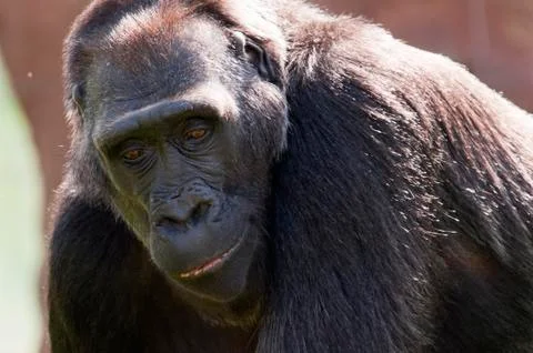 Close-up of Gorilla Stock Photos