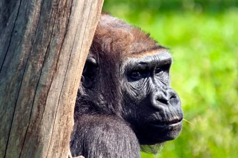 Close-up of Gorilla Foto stock